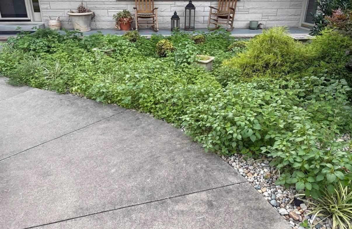 Before: porch bed swallowed by weeds
